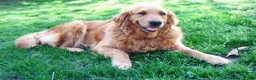 Golden Retriever dogs for sale: Donald - Ad 7