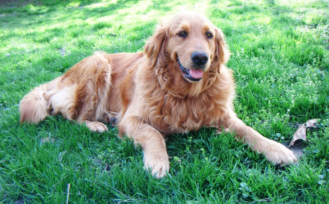 Golden Retriever dogs for sale: Donald - Ad 7