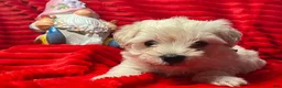 Miniature Schnauzer dogs for sale: Stevie (red collar) - Ad 13