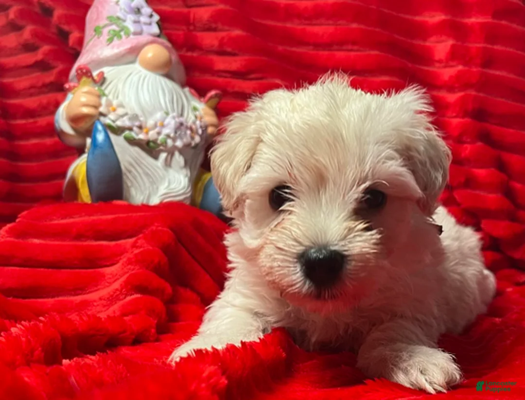 Miniature Schnauzer dogs for sale: Stevie (red collar) - Ad 13