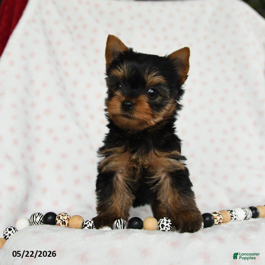 Yorkshire Terrier dogs Darling - Ad 1