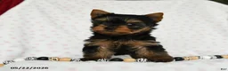 Yorkshire Terrier dogs for sale: Darling - Ad 1