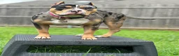 American Bully dogs for sale: American Bully 1 TANN - Ad 3