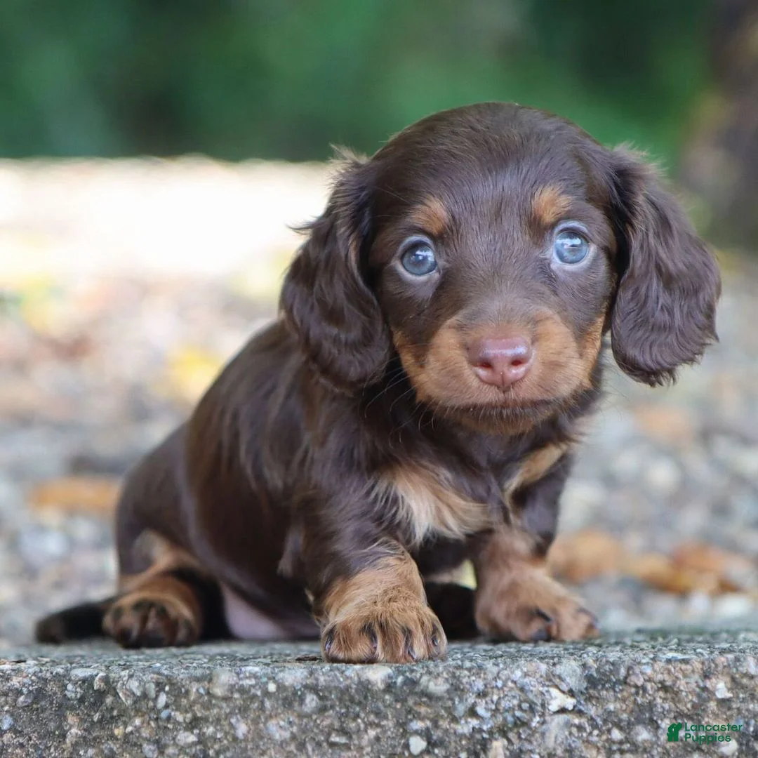 Dachshund dogs for sale: Tasha - Ad 3