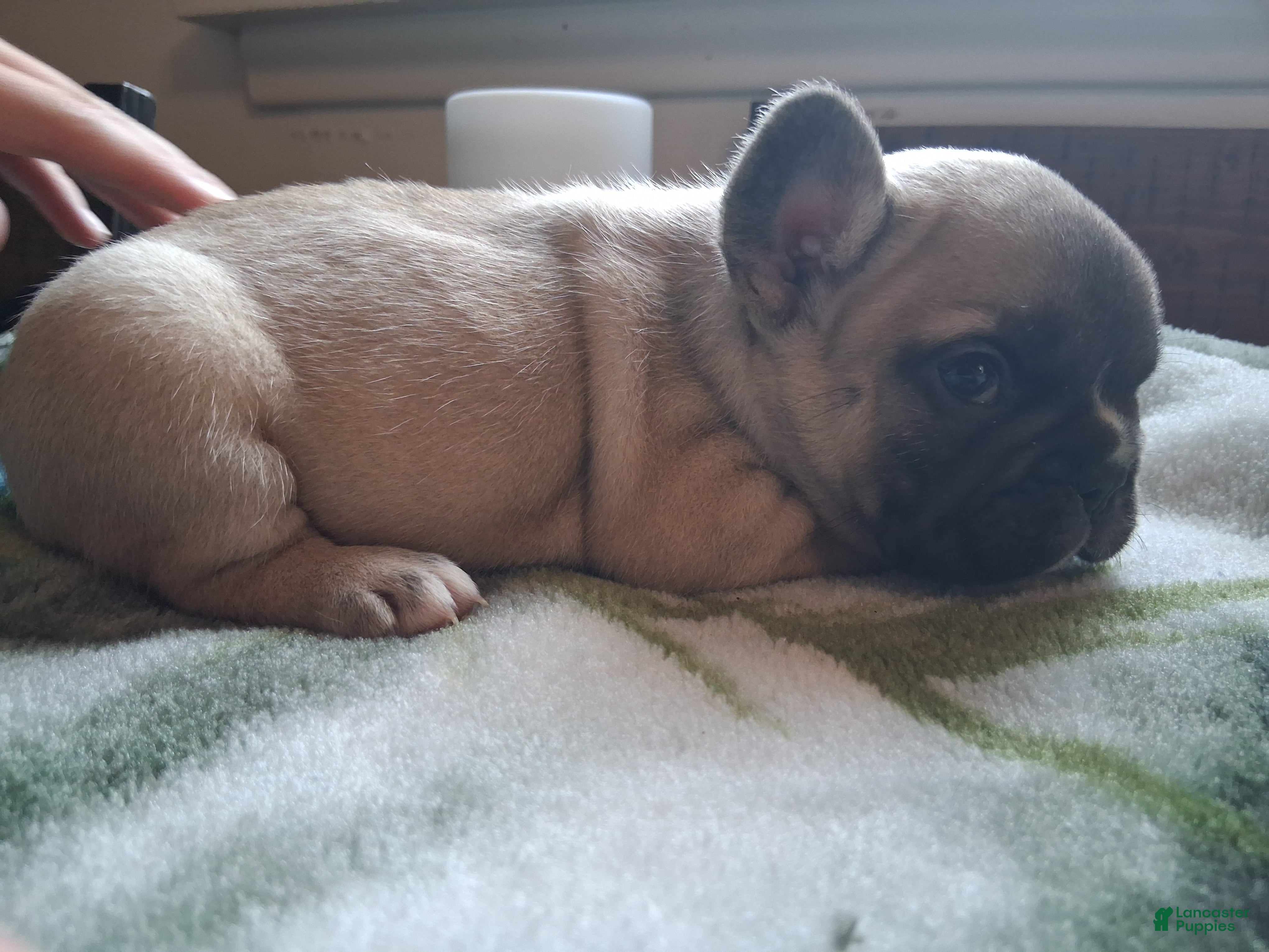 French Bulldog dogs for sale: Billy - Ad 1