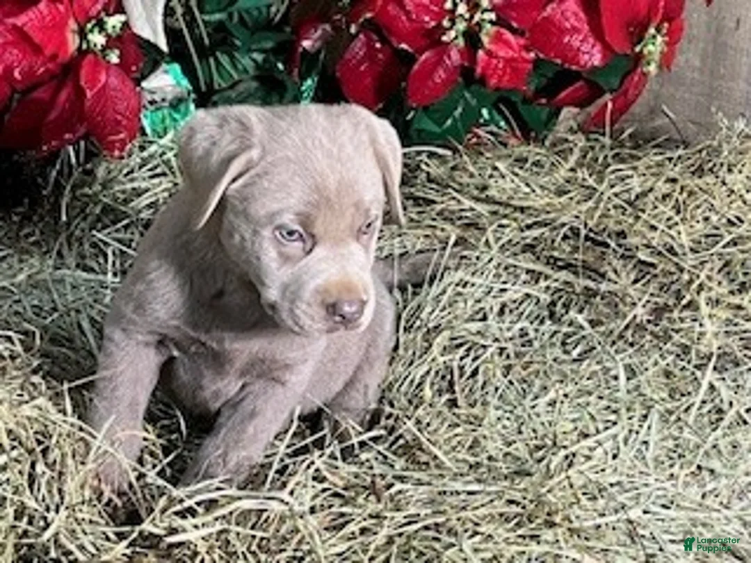 Labrador Retriever dogs for sale: Silver Labrador Retriever 5 - Ad 1