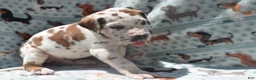 Great Dane dogs for sale: Great Dane  - Black Collar - Fawnequin - Ad 4