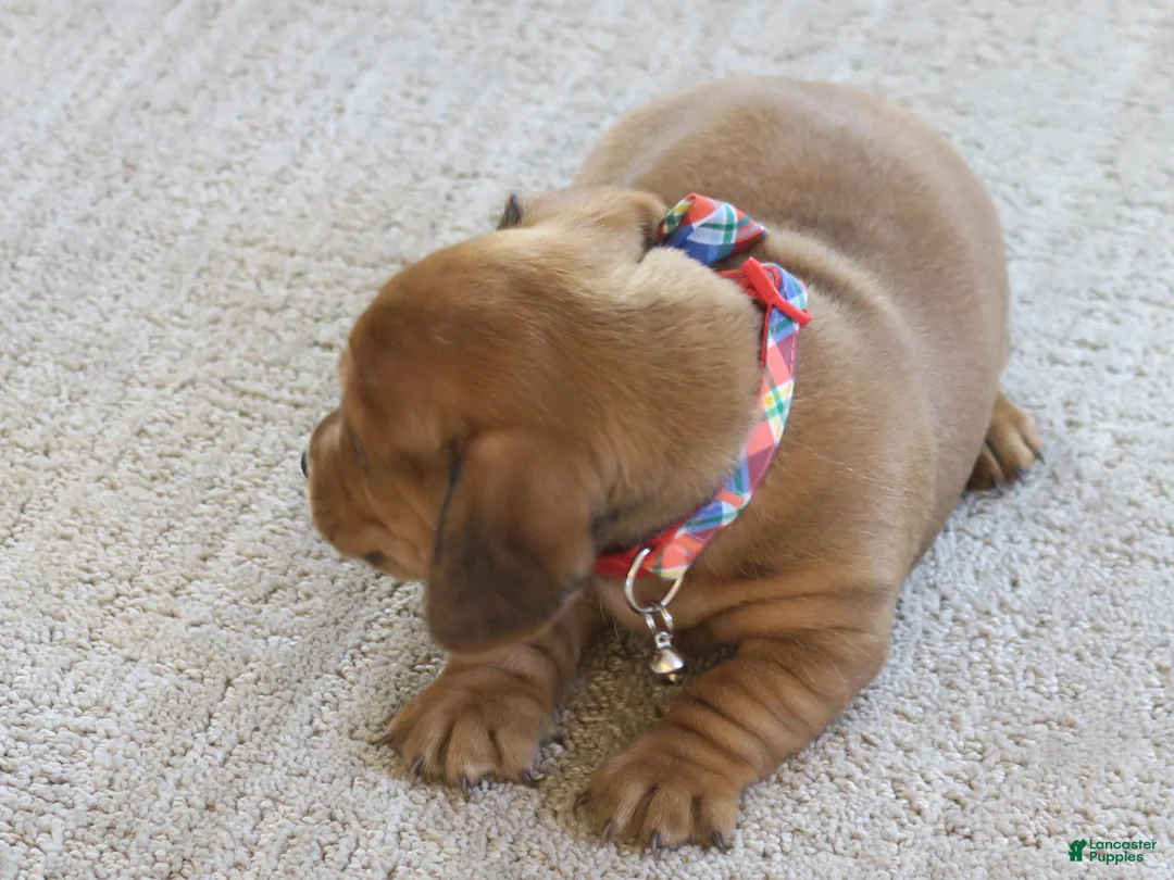 Dachshund dogs for sale: Finn - Ad 15