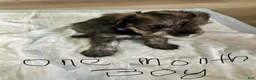 Schnauzer dogs for sale: Schnauzer 3 - Ad 4