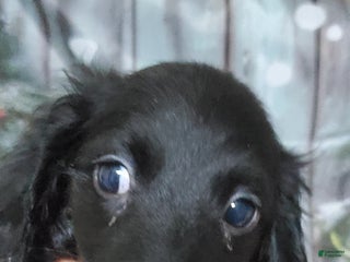 Miniature Dachshund dogs Zorro - Ad 18