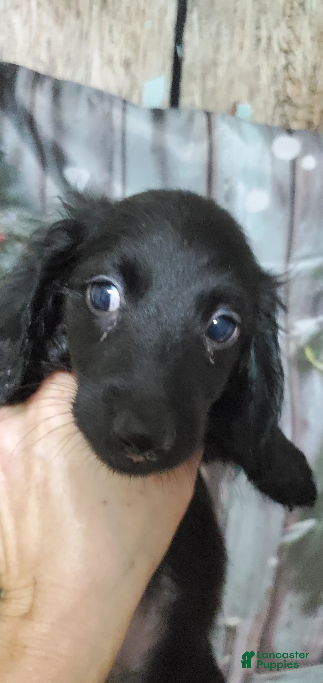 Miniature Dachshund dogs for sale: Zorro - Ad 1