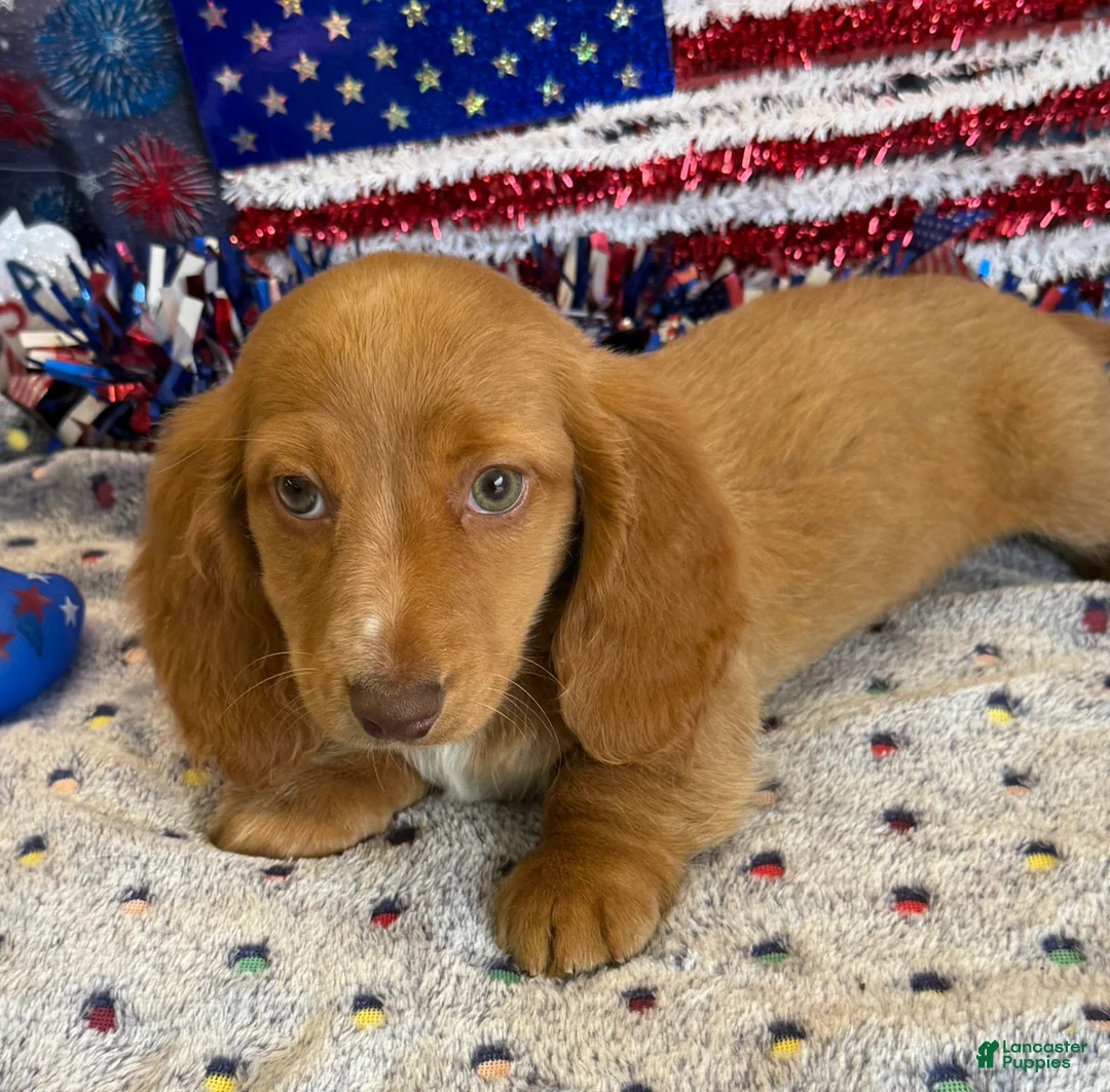 Miniature Dachshund dogs for sale: Bentley - Ad 2