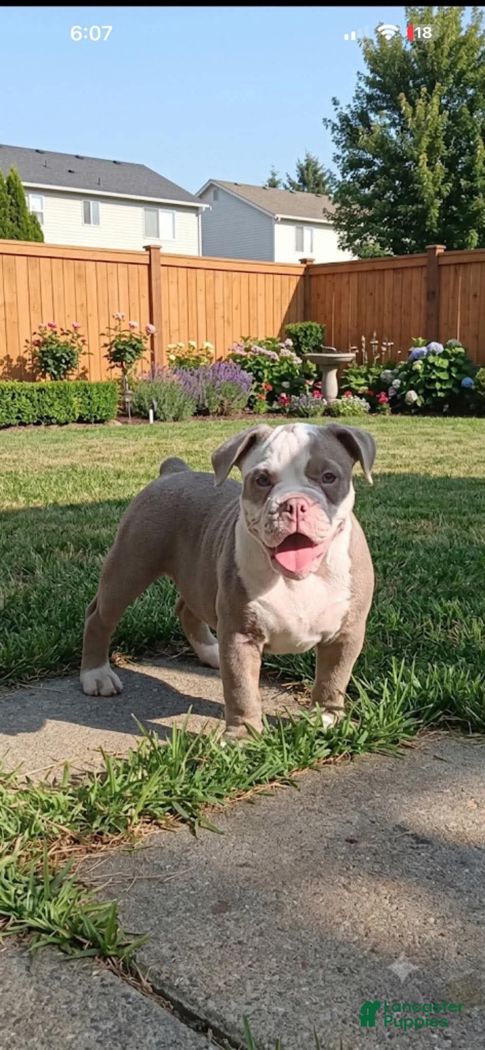 Olde English Bulldogge dogs Olde English Bulldogge 2 - Ad 28