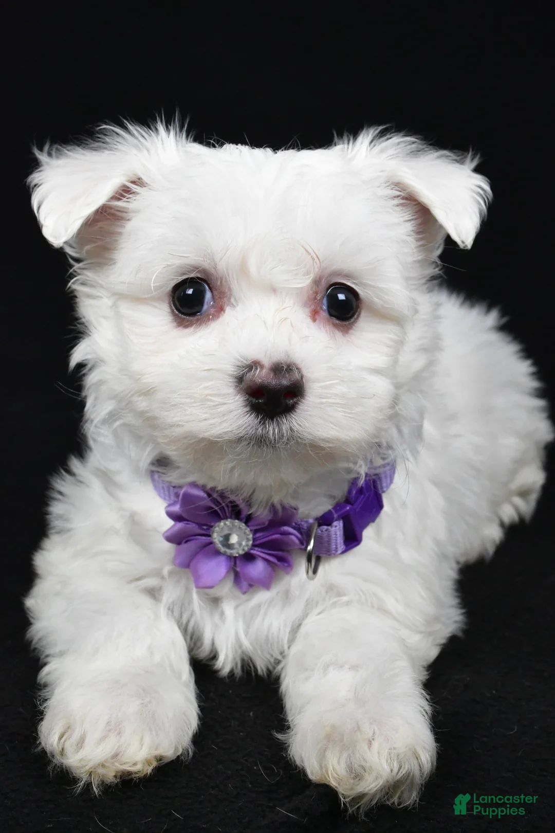 Maltese dogs for sale: Minty - Ad 4