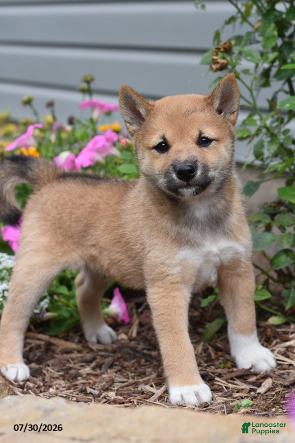 Shiba Inu dogs Juniper - Ad 2