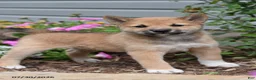 Shiba Inu dogs for sale: Juniper - Ad 2
