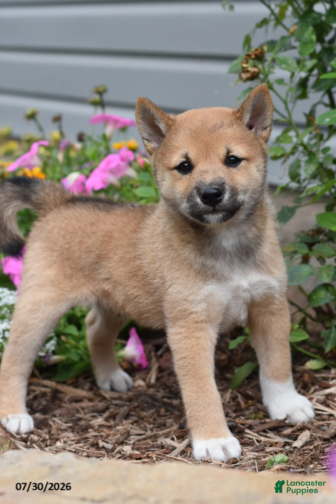 Shiba Inu dogs for sale: Juniper - Ad 2