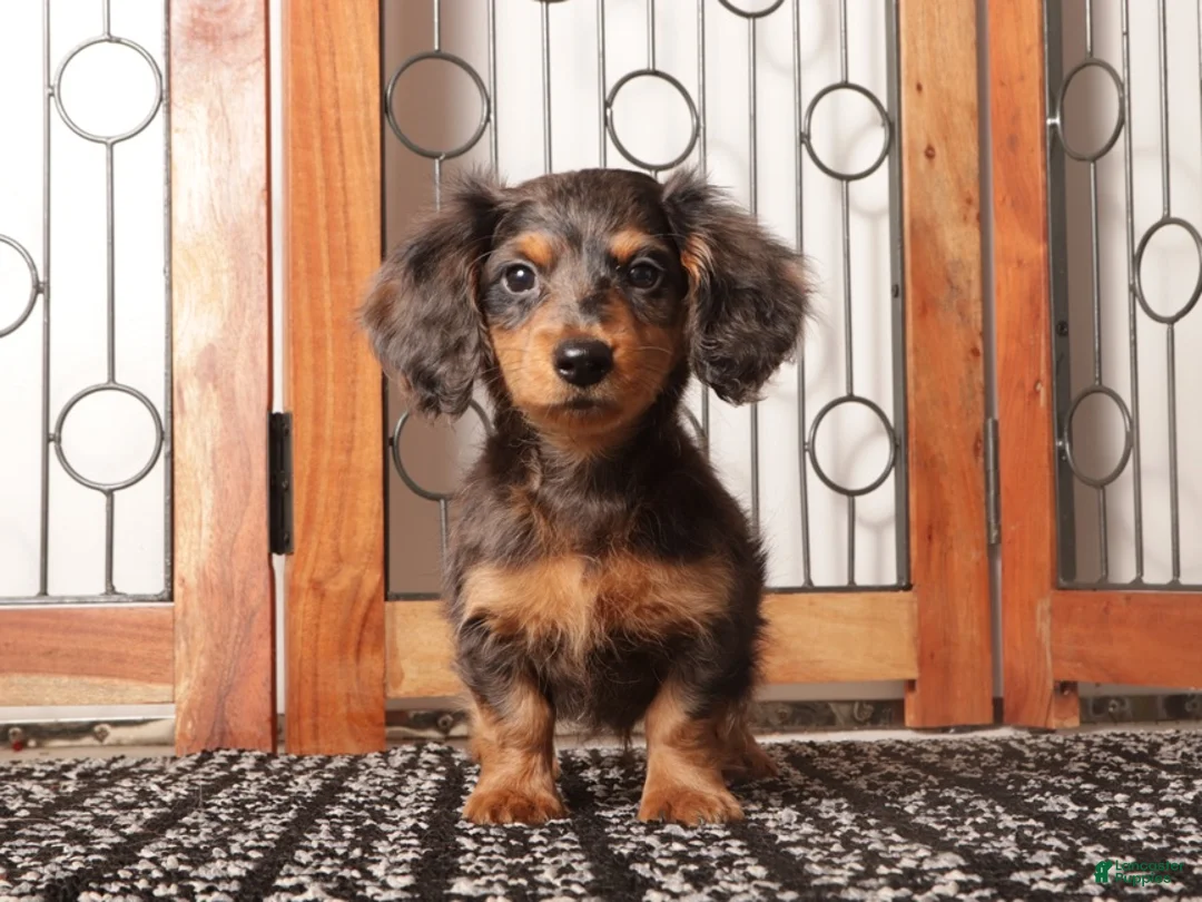 Miniature Dachshund dogs for sale: Rocco - Ad 2