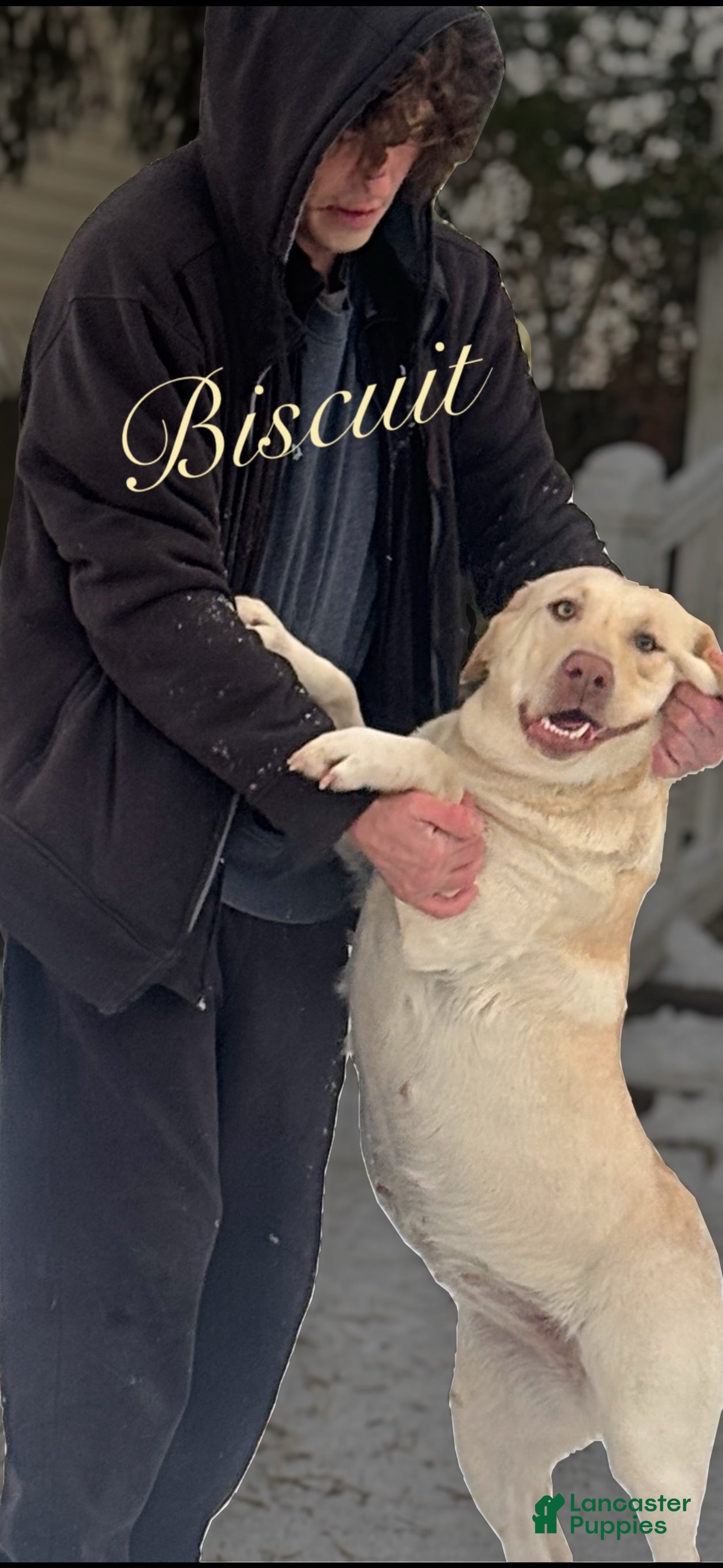 Labrador Retriever dogs Labrador Retriever 2 - Ad 2