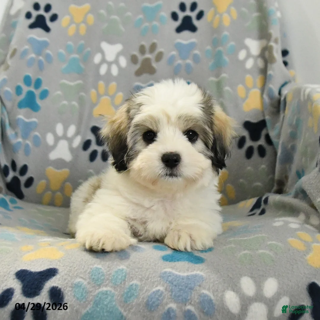 Mixed Breed dogs for sale: Oscar - Ad 2