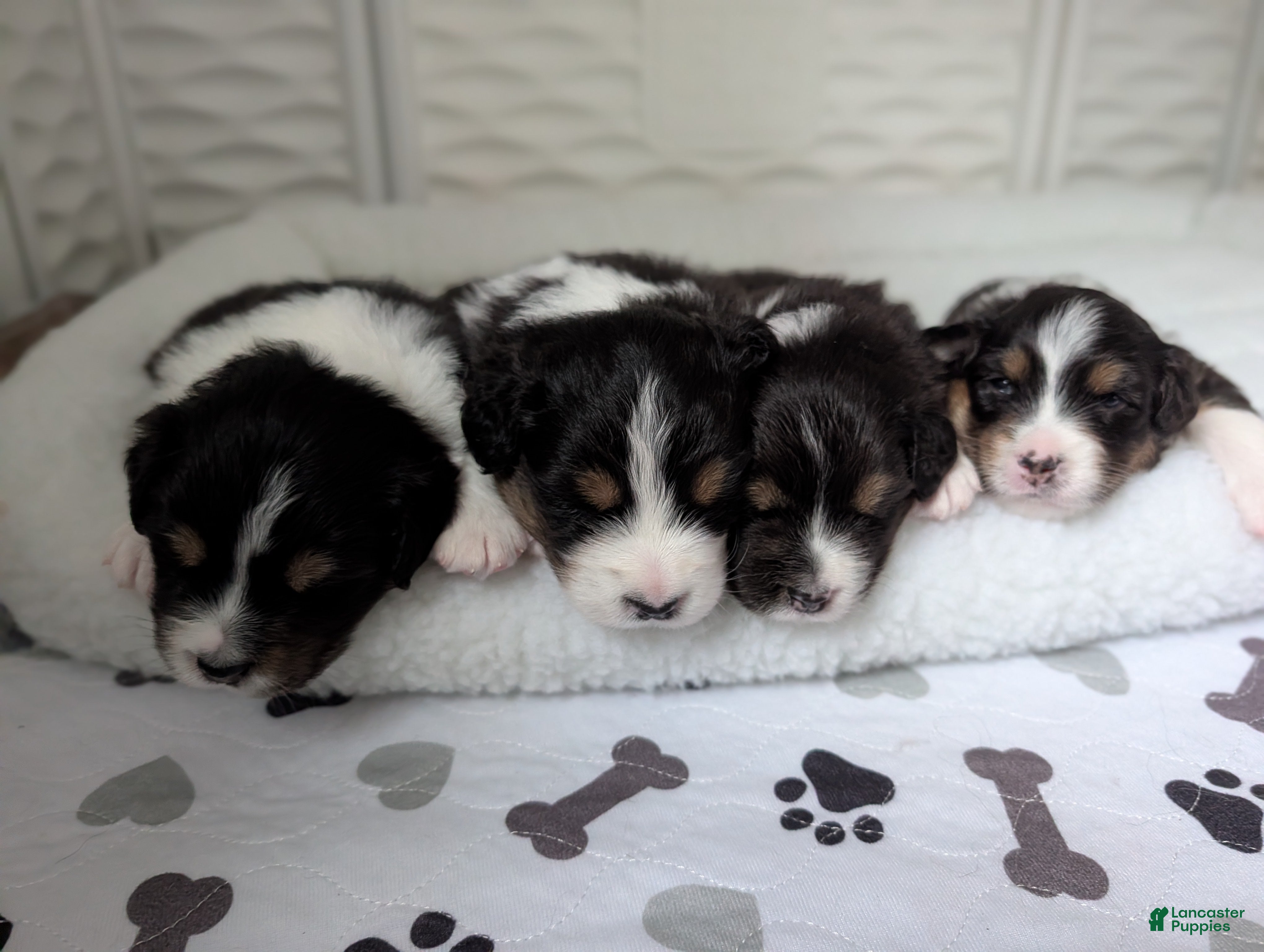 Australian Shepherd dogs Hype  - Ad 1