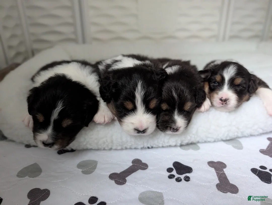Australian Shepherd dogs for sale: Hype  - Ad 1