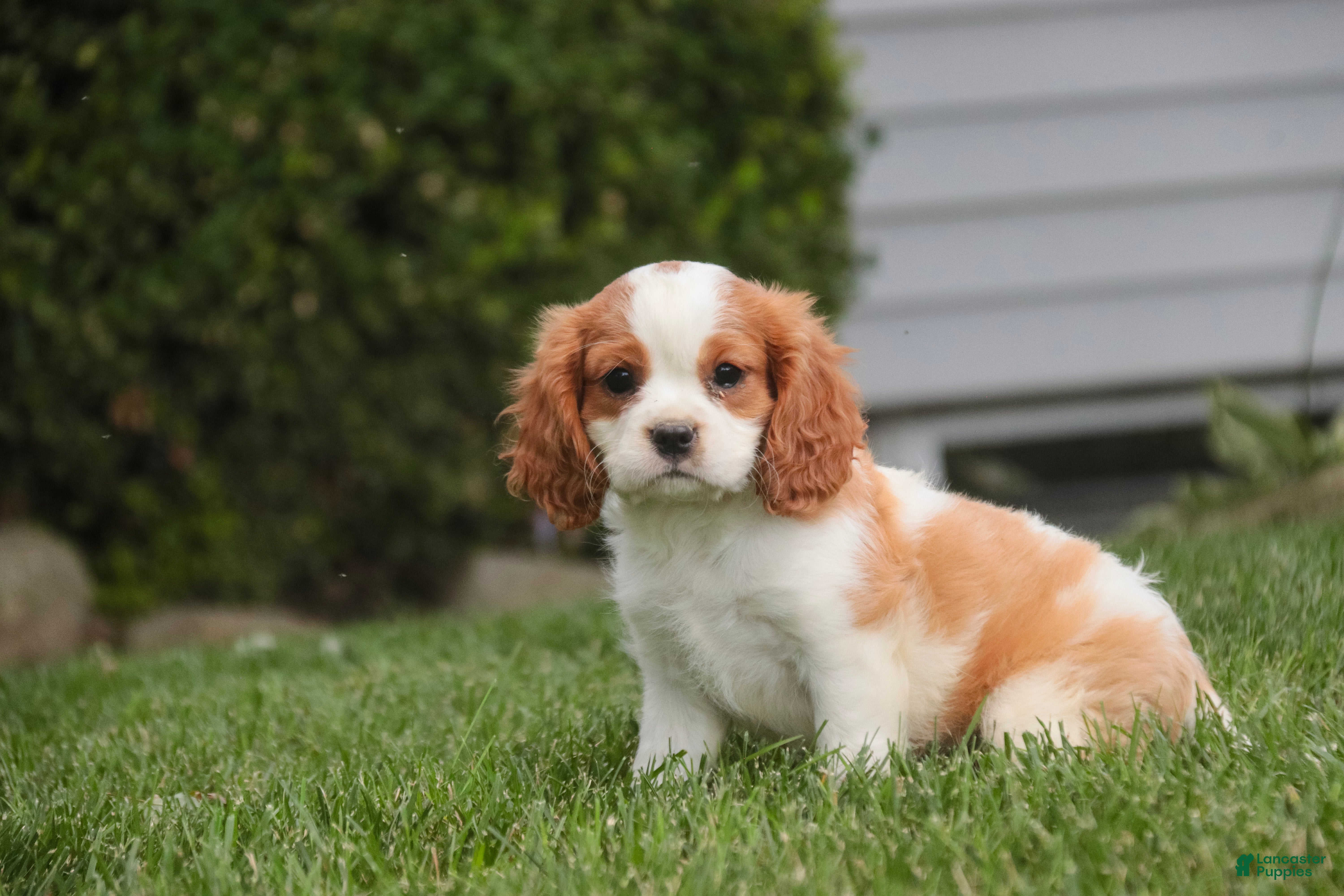 Cavalier King Charles Spaniel dogs Lincoln Cavalier King Charles Spaniel  - Ad 2