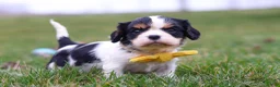 Cavalier King Charles Spaniel dogs for sale: Oliver - Ad 2