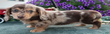 Josie