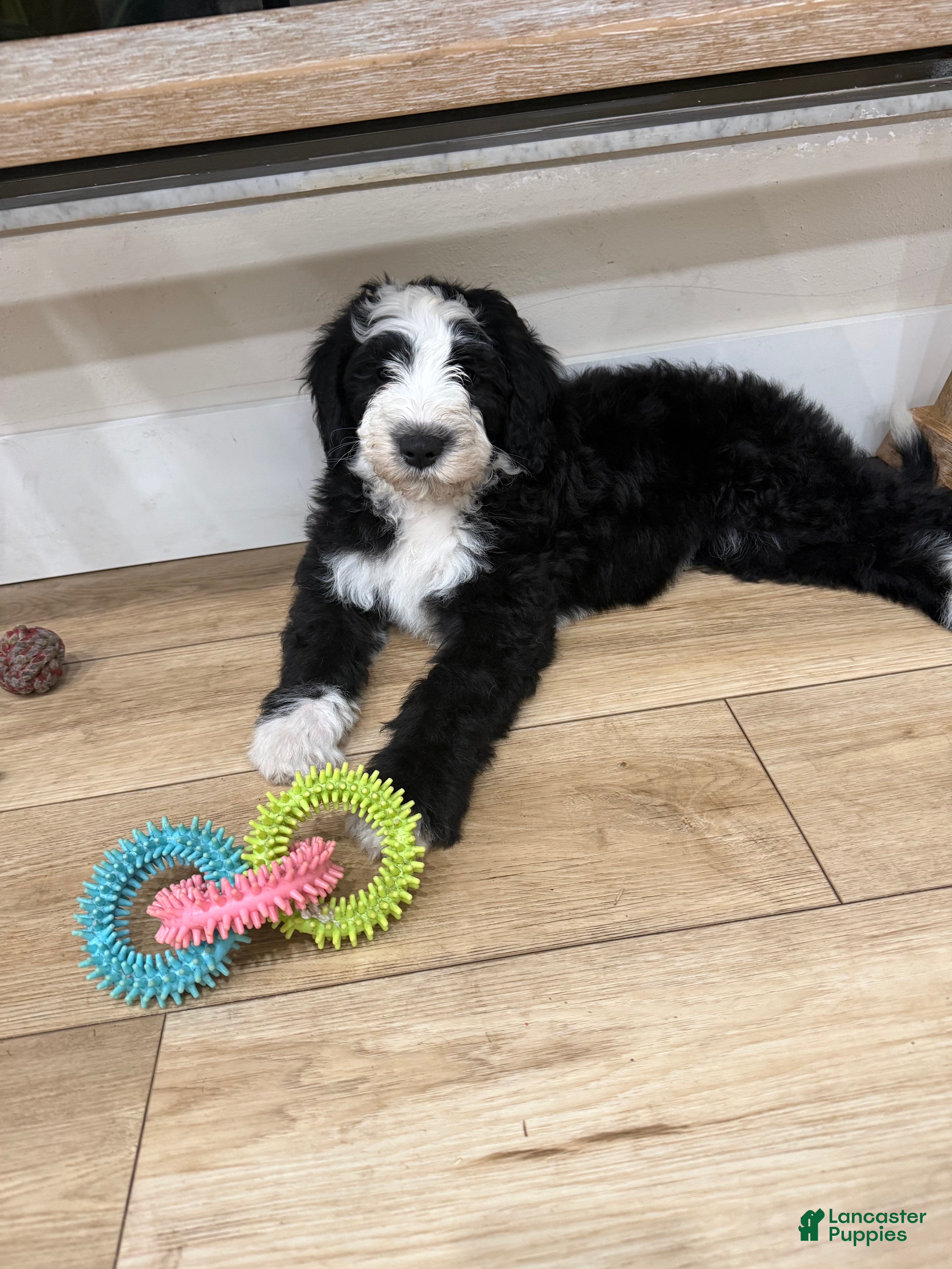 Sheepadoodle dogs Bandit  - Ad 2