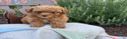 Toy Poodle dogs for sale: Grace - Ad 10