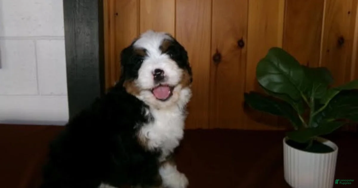 Austin Mini Bernedoodle for sale in Millersburg | Lancaster Puppies
