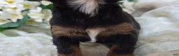Cavapoo dogs for sale: Shy Vi - Ad 4