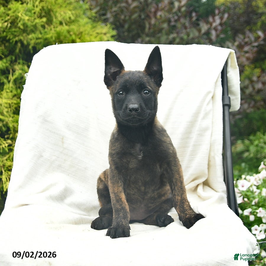 Mixed Breed dogs Misty  - Ad 2