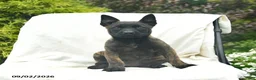 Mixed Breed dogs for sale: Misty  - Ad 2