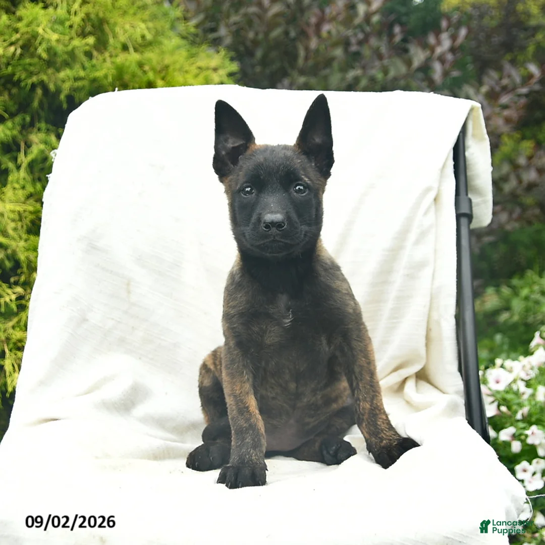 Mixed Breed dogs for sale: Misty  - Ad 2