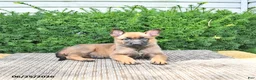 Mixed Breed dogs for sale: Adora - Ad 4