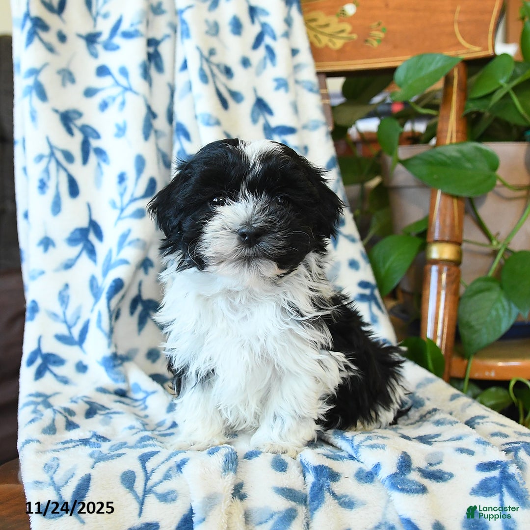 Havanese dogs for sale: Cherry - Ad 1
