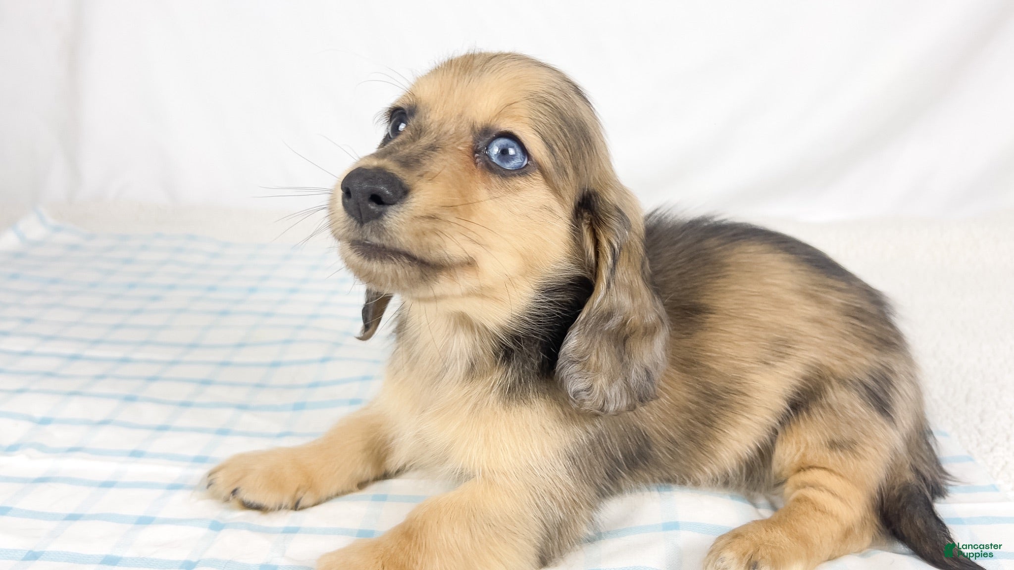 Miniature Dachshund dogs Chicken bake - Ad 30
