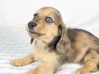 Miniature Dachshund dogs Chicken bake - Ad 30