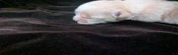 Chihuahua dogs for sale: Lisa Marie LC Apple Head  - Ad 3