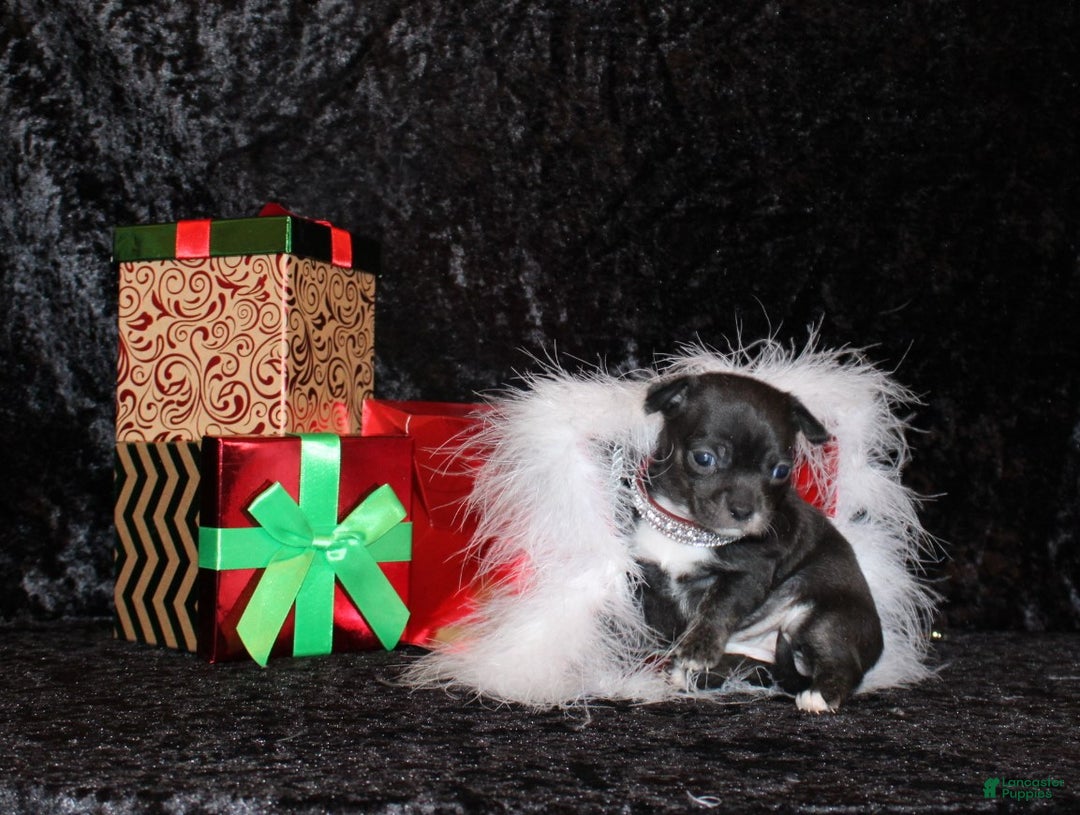 Chihuahua dogs for sale: Darcy - Ad 3