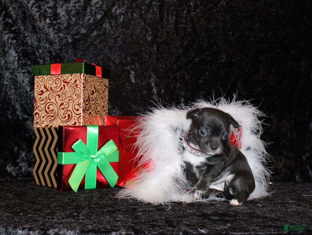 Chihuahua dogs for sale: Darcy - Ad 3