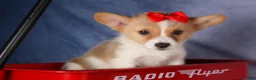 Welsh Corgi Pembroke dogs for sale: Conner  - Ad 18