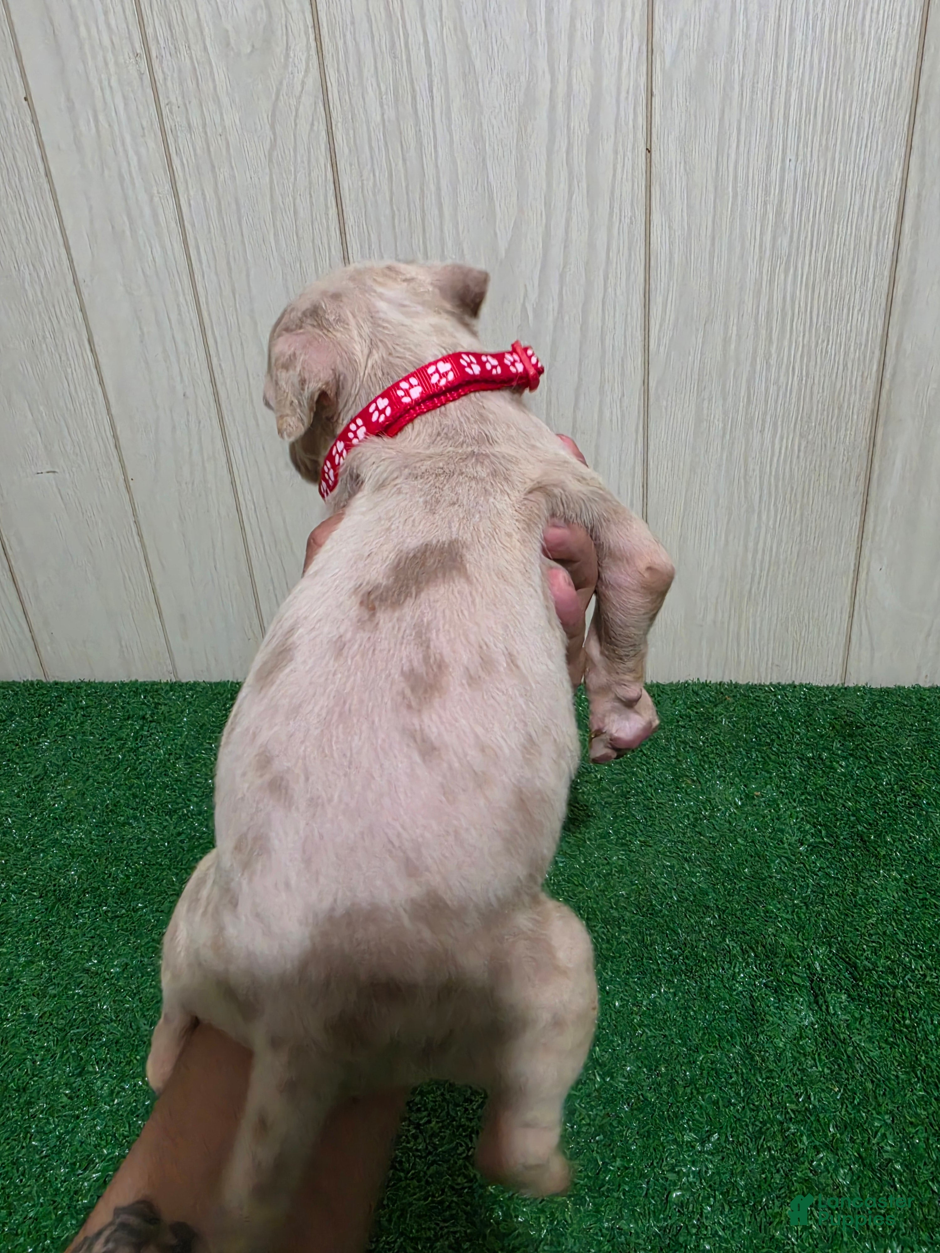 American Bully dogs for sale: American Bully XL Puppy 2 (Red Collar) - Ad 5