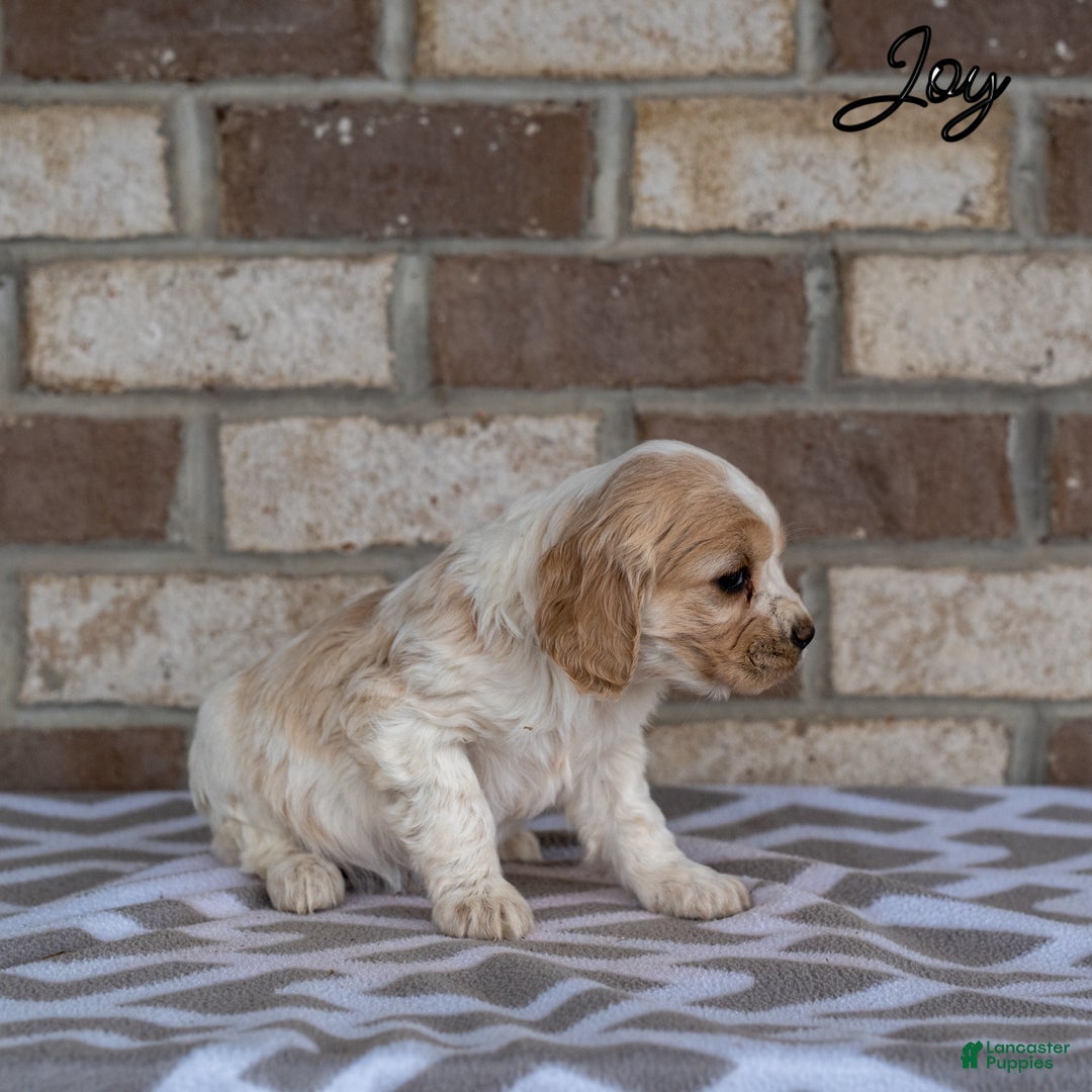 Cocker Spaniel dogs for sale: Joy - Ad 5