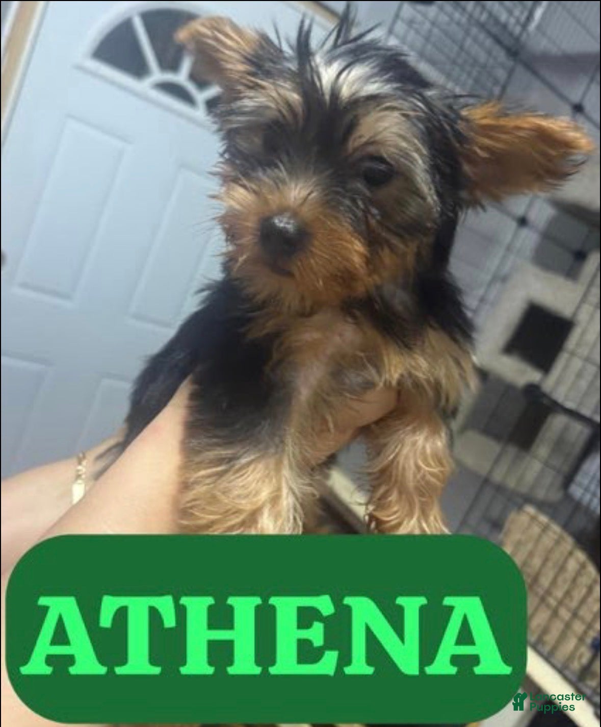 Yorkshire Terrier dogs Yorkshire Terrier 3 - Ad 38