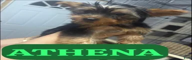 Yorkshire Terrier 3