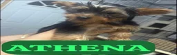 Yorkshire Terrier dogs for sale: Yorkshire Terrier 3 - Ad 1