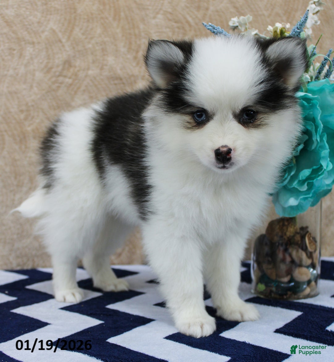 Pomsky dogs for sale: Callie - Ad 5